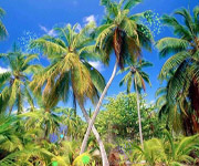 Acool Online Jigsaw